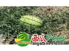 2019年寧夏中寧西瓜產(chǎn)地代辦批發(fā)西瓜上市價(jià)格行情