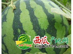 西雙版納勐?？h勐阿鎮(zhèn)大量美都供貨西瓜代辦