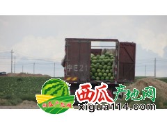 寧夏中寧硒砂瓜代辦中寧西瓜上市產(chǎn)地電話(huà)13739566613