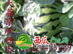 陜西大荔萬畝京欣西瓜大量上市及京欣西瓜產地最新批發(fā)價格