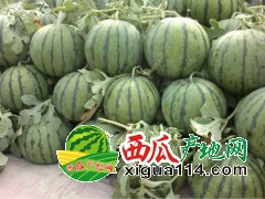 大荔縣西瓜2毛每斤便宜處理了