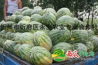 冠龍西瓜圖三