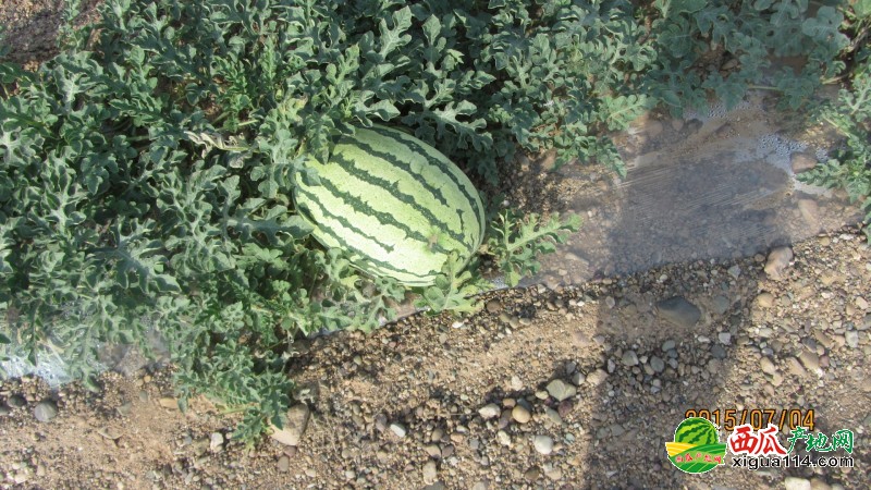 金城5號(hào)西瓜圖一