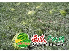 甘肅靖遠(yuǎn)高灣西瓜代辦批發(fā)價(jià)格_西瓜已大量開園