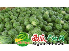 河北西瓜代辦批發(fā)產(chǎn)地-河北饒陽(yáng)西瓜代收電話