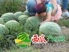 長(zhǎng)嶺西瓜代辦產(chǎn)地價(jià)格/吉林長(zhǎng)嶺西瓜批發(fā)價(jià)格電話