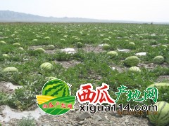 寧夏中衛(wèi)西瓜價(jià)格行情寧夏西瓜代辦15009654888