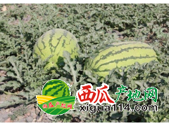 2018年寧夏西瓜價(jià)格行情/寧夏西瓜代辦中衛(wèi)西瓜批發(fā)