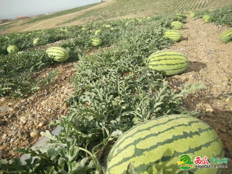 金城5號(hào)西瓜圖一