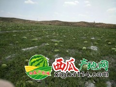 2018年寧夏中衛(wèi)西瓜價格行情,寧夏西瓜代辦電話