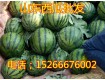 15266676002山東西瓜產(chǎn)地價格