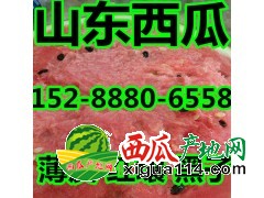 山東西瓜批發(fā)產(chǎn)地價格15288806558