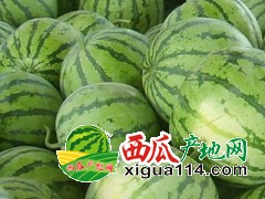 江蘇東臺西瓜價格三倉王均華5月8424西瓜