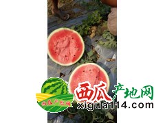 遼寧新民西瓜產(chǎn)地價格批發(fā)行情