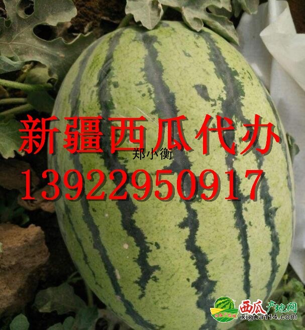 金城5號西瓜圖三