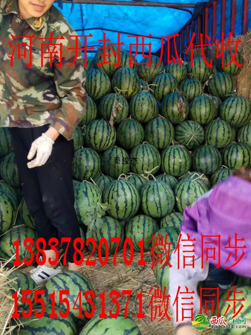 冠龍西瓜圖一