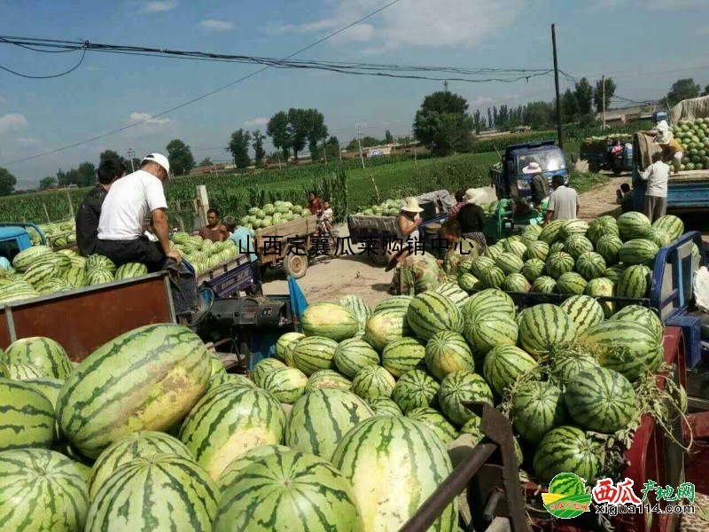 金城5號(hào)西瓜圖一