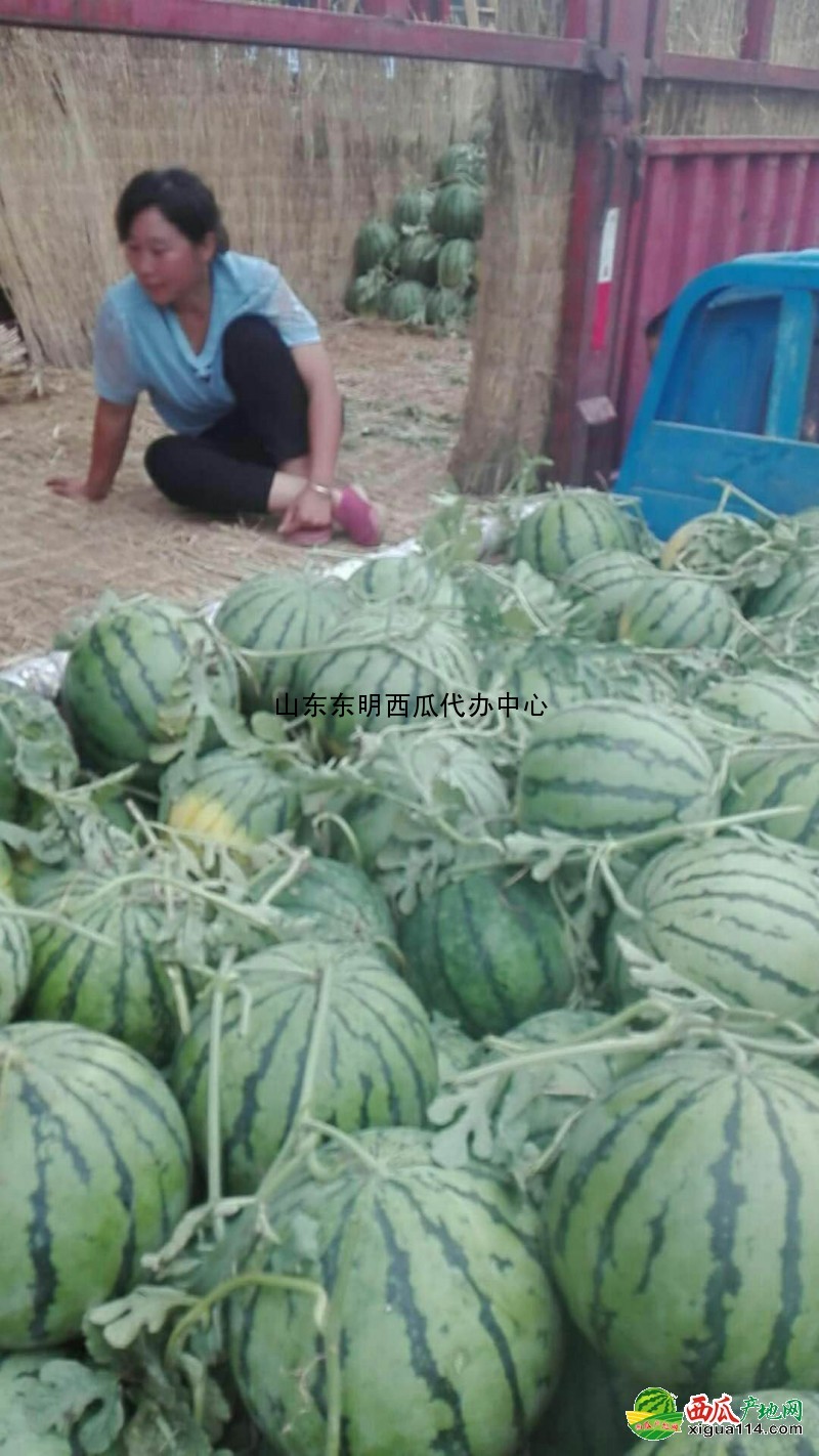 地雷瓜西瓜圖一