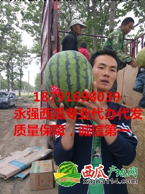 黑美人西瓜圖三