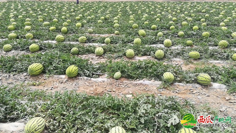 金城5號西瓜圖一