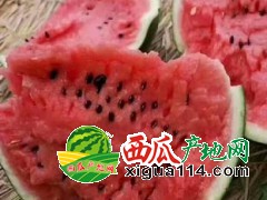 吉林乾安西瓜批發(fā)價(jià)格15264795020