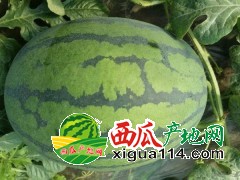 2019年青島西瓜今日?qǐng)?bào)價(jià)代辦15264795020