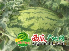 2021寧夏西瓜代辦/中衛(wèi)硒砂瓜代辦產地@寧夏西瓜價格行情