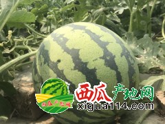 東臺西瓜品種最全質(zhì)量最優(yōu)口感最好