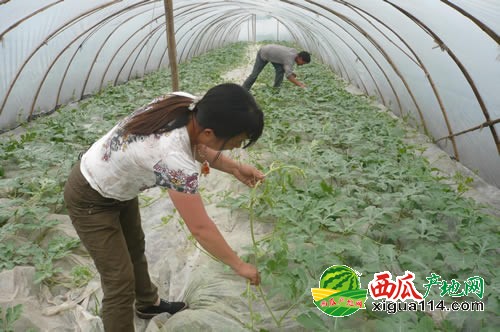 花皮無(wú)籽西瓜圖一