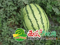 2019年寧夏西瓜多少錢一斤[寧夏西瓜代辦電話中衛(wèi)中寧硒砂瓜]