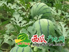 山東萬(wàn)畝西瓜暖棚種植基地大量供應(yīng)山東京新西瓜