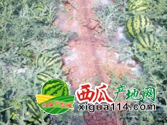 山東聊城西瓜價格產(chǎn)地代辦【山東濰坊昌樂西瓜代辦】