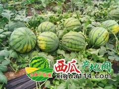 2019年山東薄皮西瓜產(chǎn)地批發(fā)【山東西瓜西瓜價(jià)格行情】