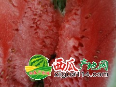 山東西瓜代購(gòu)   昌樂(lè)西瓜代購(gòu)  濰坊西代辦