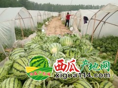 2019河南西瓜產(chǎn)地誠信專業(yè)代辦代收代發(fā)