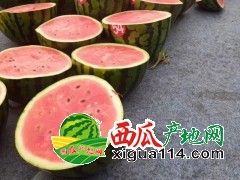 2019河南西瓜產(chǎn)地代辦代收代發(fā)