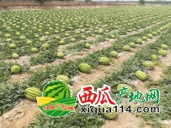 2022年寧夏西瓜多少錢一斤【中衛(wèi)興仁西瓜代辦】