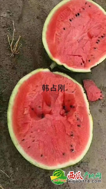 甜王西瓜西瓜圖一