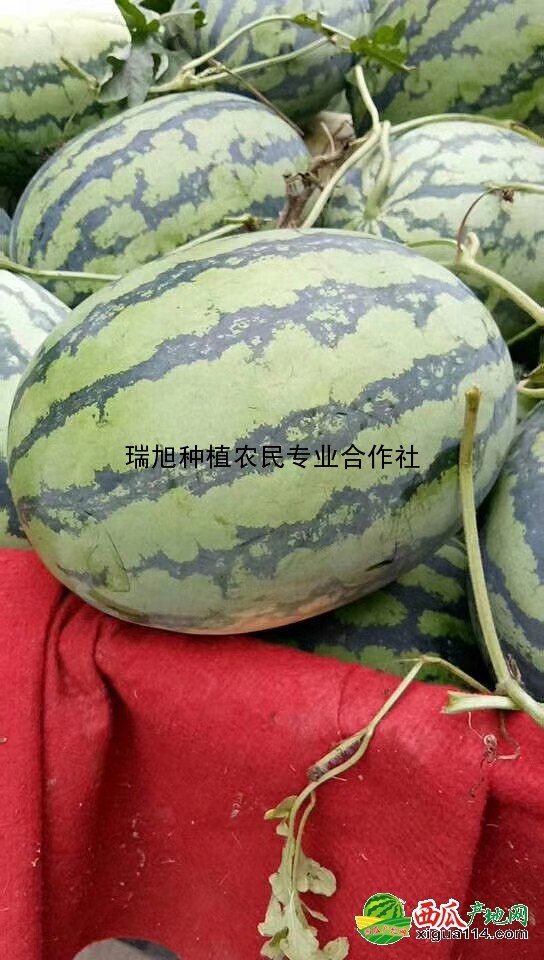 冠龍西瓜圖一