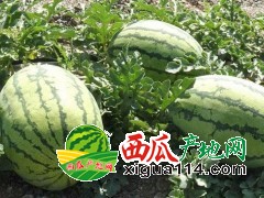 2019年湖北宜城流水西瓜產(chǎn)地代辦代收電話【宜城西瓜價格】