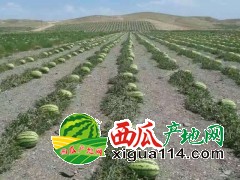 寧夏中衛(wèi)沙漠西瓜硒砂瓜基地【寧夏中衛(wèi)興仁西瓜代辦】