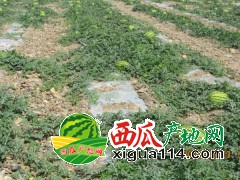 2021年寧夏西瓜多少錢一斤[寧夏硒砂瓜石頭瓜產地代辦]