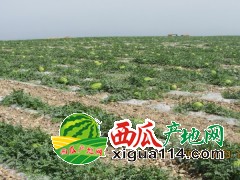 2019年寧夏石頭瓜代辦產(chǎn)地【寧夏中衛(wèi)西瓜硒砂瓜代辦】