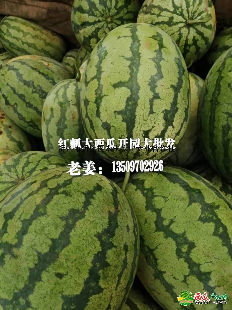 冠龍西瓜圖一