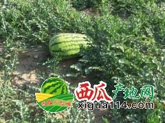 寧夏中衛(wèi)興仁西瓜代辦【寧夏石頭瓜沙漠瓜產(chǎn)地】