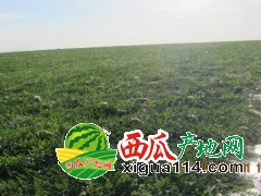 寧夏中衛(wèi)西瓜價格行情【寧夏西瓜代辦石頭瓜產(chǎn)地】