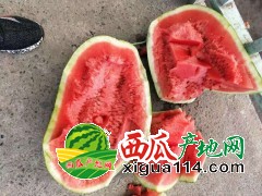 2020年緬甸西瓜代辦批發(fā)產(chǎn)地-老撾西瓜代辦代收