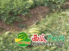 云南產(chǎn)地露天甜王西瓜產(chǎn)地價格/云南西瓜代辦