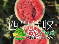 云南盈江西瓜代辦/保山/攀枝花西瓜代辦代收