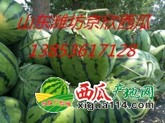 山東濰坊大量供應(yīng)京欣西瓜/山東西瓜產(chǎn)地聯(lián)系地址